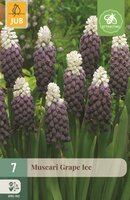 Muscari Grape Ice 7 bollen