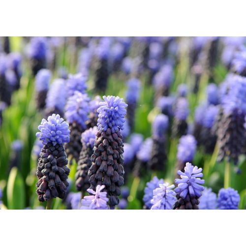 Muscari latifolium 15 bollen - afbeelding 2