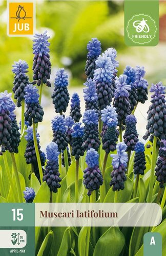 Muscari latifolium 15 bollen - afbeelding 4