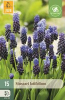 Muscari latifolium 15 bollen
