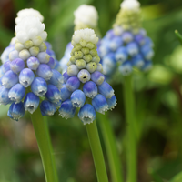 Muscari Mountain Lady 15 bollen - afbeelding 3