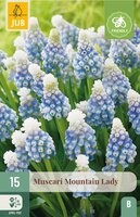 Muscari Mountain Lady 15 bollen - afbeelding 2