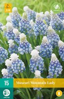 Muscari Mountain Lady 15 bollen