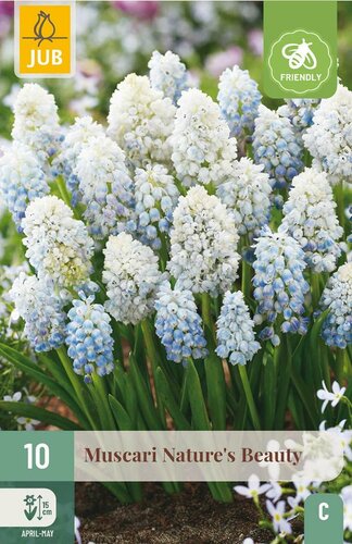 Muscari natures beauty 10 bollen - afbeelding 2