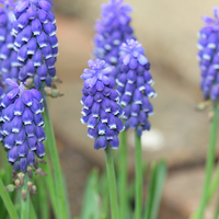 Muscari night eyes 10 bollen - afbeelding 3