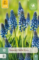 Muscari night eyes 10 bollen - afbeelding 2