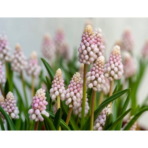 Muscari pink sunrise 3 bollen - afbeelding 2