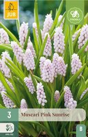 Muscari pink sunrise 3 bollen - afbeelding 3