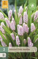 Muscari pink sunrise 3 bollen