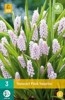 Muscari pink sunrise 3 bollen - afbeelding 2