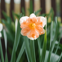 Narcis apricot whirl 5 bollen - afbeelding 2