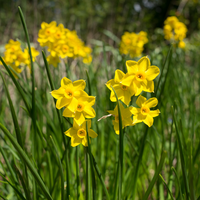 Narcis Baby Boomer 5 bollen - afbeelding 3