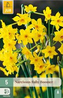 Narcis Baby Boomer 5 bollen - afbeelding 2