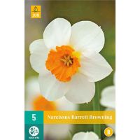 Narcis barrett browning 5 bollen - afbeelding 2