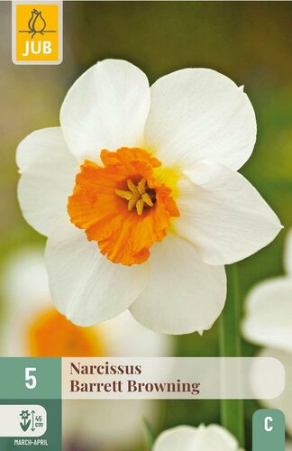 Narcis barrett browning 5 bollen - afbeelding 3
