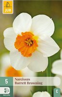 Narcis barrett browning 5 bollen - afbeelding 3
