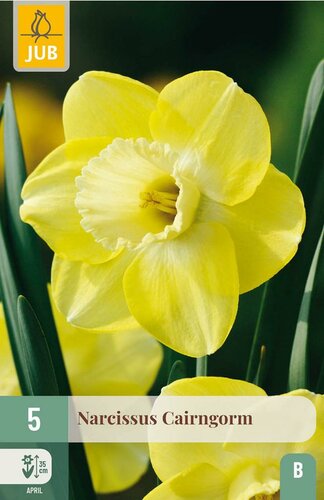 Narcis cairngorm 5 bollen - afbeelding 3