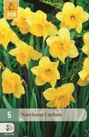 Narcis Carlton 5 bollen