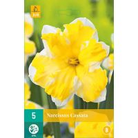 Narcis Cassata 5 bollen - afbeelding 2