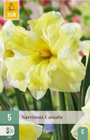 Narcis Cassata 5 bollen - afbeelding 3