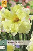 Narcis Cassata 5 bollen