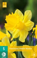 Narcis dutch master 5 bollen - afbeelding 2