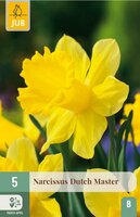 Narcis dutch master 5 bollen - afbeelding 3