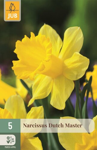 Narcis dutch master 5 bollen - afbeelding 1