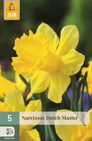 Narcis dutch master 5 bollen