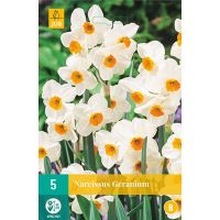 Narcis geranium 5 bollen - afbeelding 2