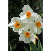 Narcis geranium 5 bollen - afbeelding 2