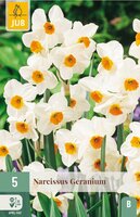 Narcis geranium 5 bollen - afbeelding 3