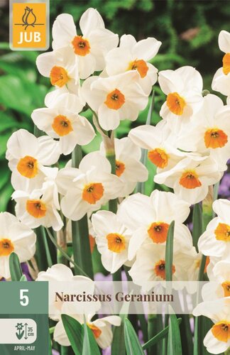 Narcis geranium 5 bollen - afbeelding 1
