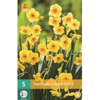 Narcis golden dawn 5 bollen - afbeelding 2