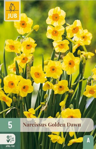 Narcis golden dawn 5 bollen - afbeelding 3