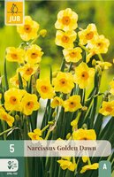 Narcis golden dawn 5 bollen - afbeelding 3
