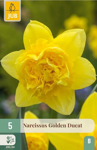 Narcis golden ducat 5 bollen - afbeelding 3