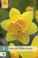 GOLDEN DUCAT NARCIS