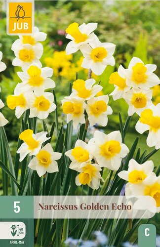 Narcis golden echo 5 narcisbollen - afbeelding 3