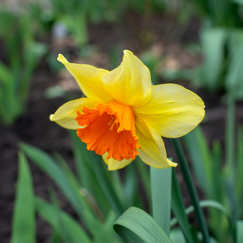 Narcis grootkronig mix 5 bollen - afbeelding 3