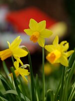 Narcis Jetfire 14 bollen - afbeelding 2