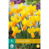 Narcis jetfire 5 bollen - afbeelding 3