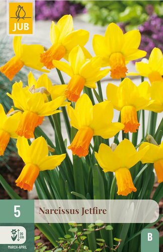Narcis jetfire 5 bollen - afbeelding 4