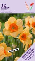 Narcis kedron 12 bollen - afbeelding 2