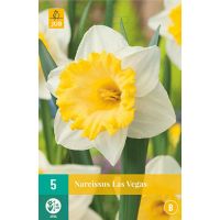 Narcis Las Vegas 5 bollen - afbeelding 3