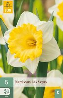 Narcis Las Vegas 5 bollen - afbeelding 4