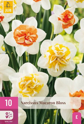 Narcis macaron bloss 10 stuks - afbeelding 2
