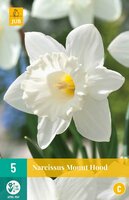 Narcis Mount hood 5 bollen - afbeelding 2