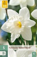 Narcis Mount hood 5 bollen - afbeelding 3