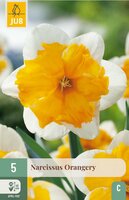 Narcis orangery 5 bollen - afbeelding 3